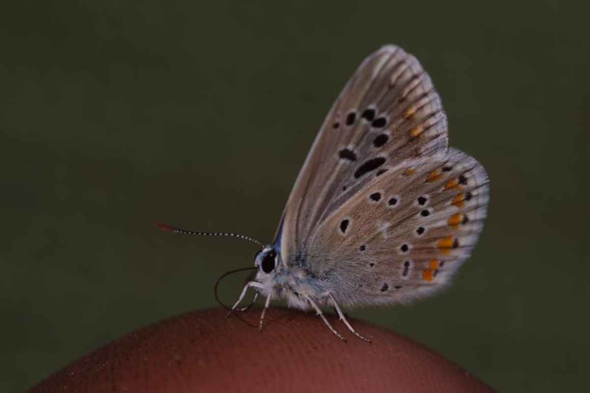 Hauhechelbläuling
