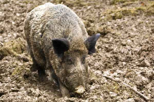 Wildschwein-Attacke