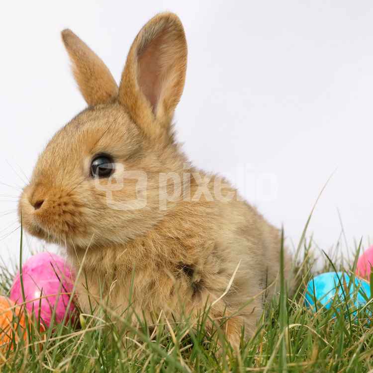 Kleiner kuscheliger Osterhase