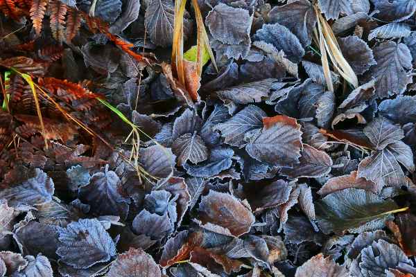 Erster Reif im Herbst