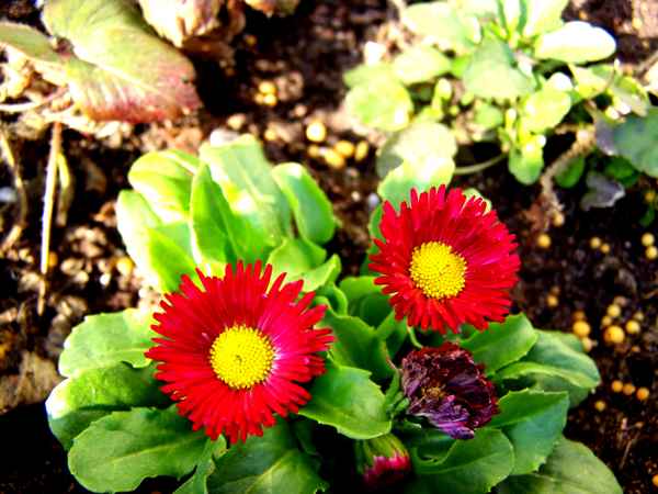 Ringelblumen