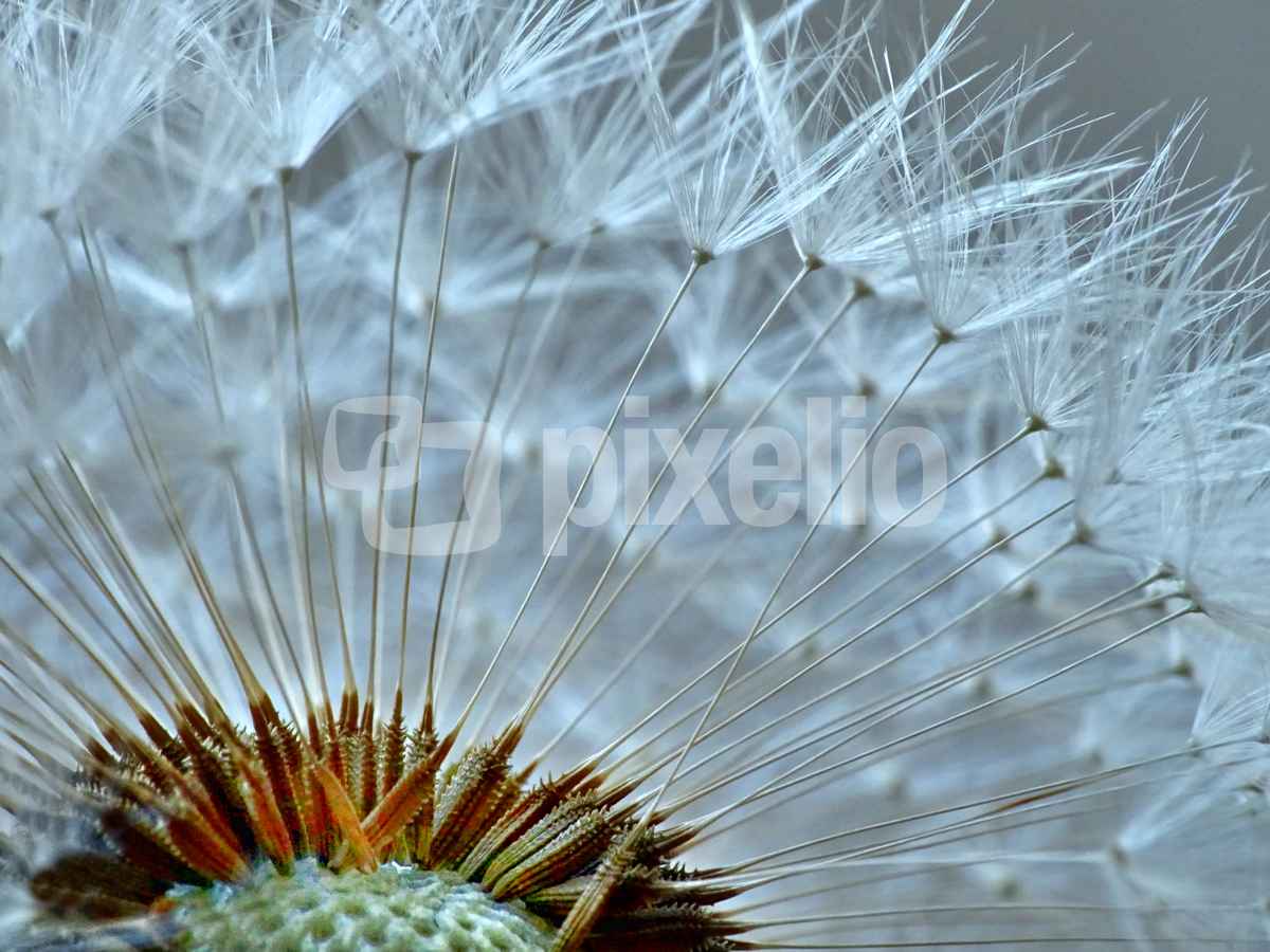 Ein 'Stück' von der Pusteblume