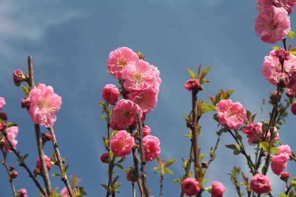 Mandelstrauch-Blüte
