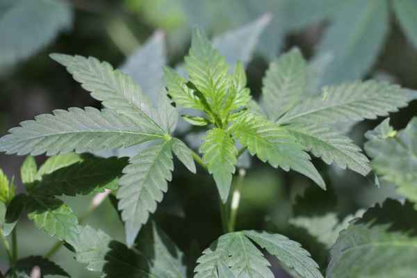 Cannabis, Hanf, Marihuana Foto