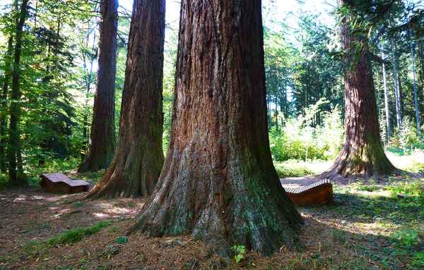 Mammutbaeume im Gegenlicht