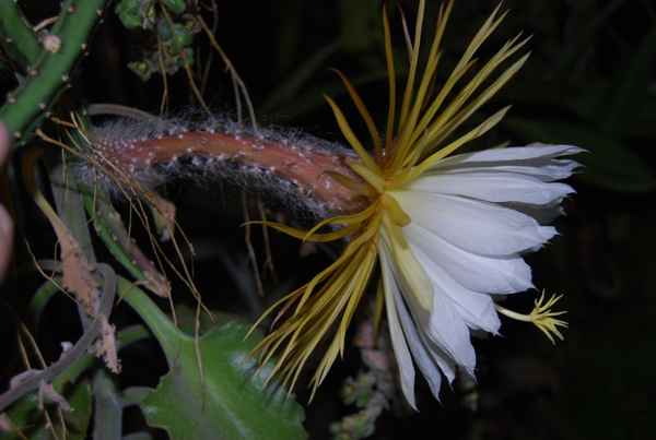 Königin der Nacht Blüte