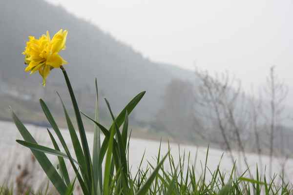 Blume am Fluss