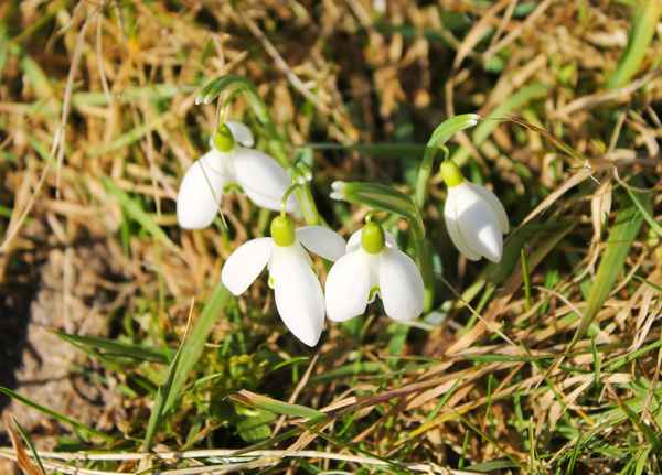 Der erste Fruehlingsbote 2012