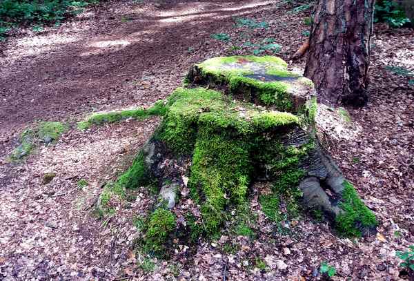Ich war einmal ein stolzer Baum