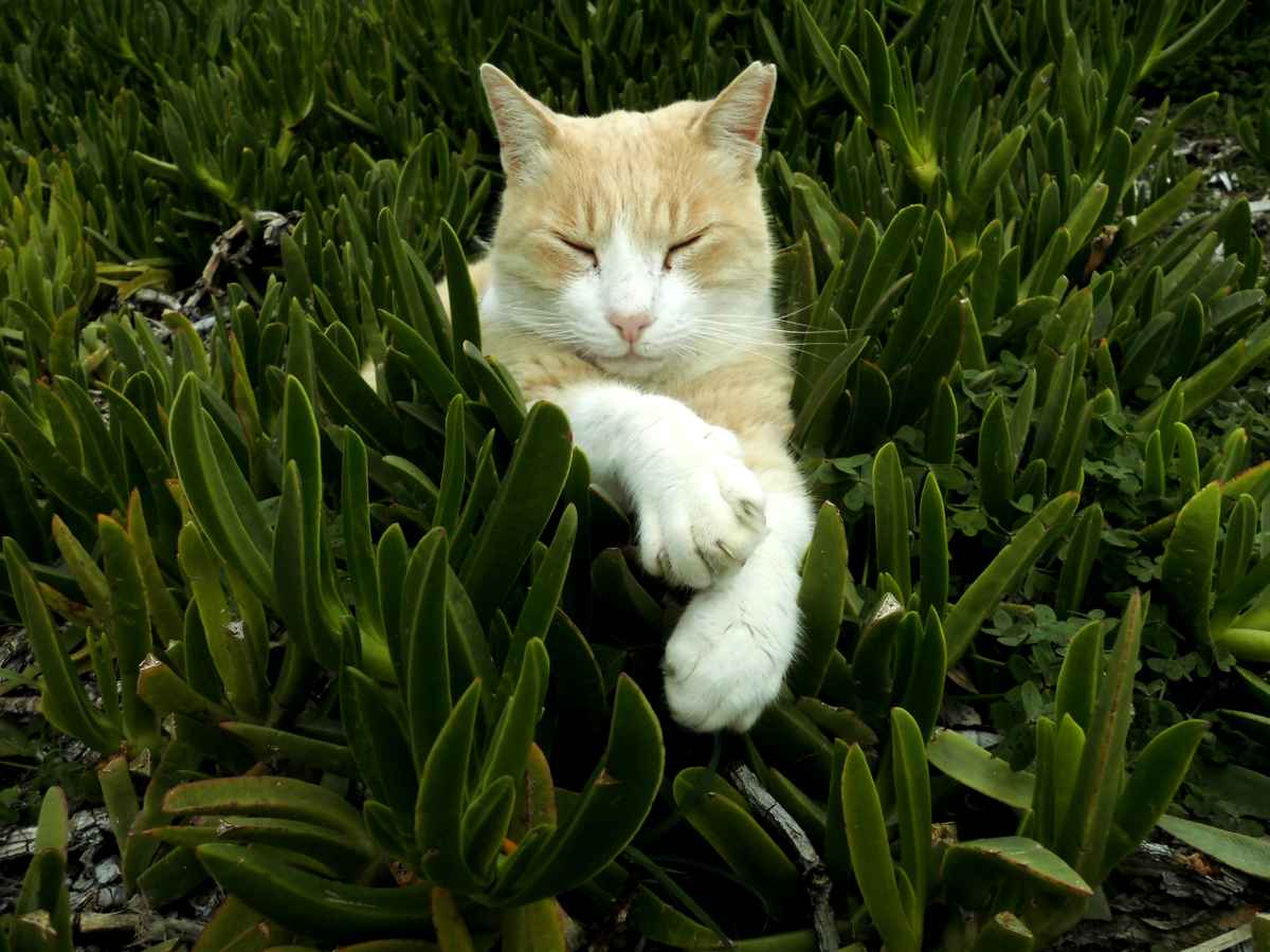 Eine Schönheit im Grünzeug