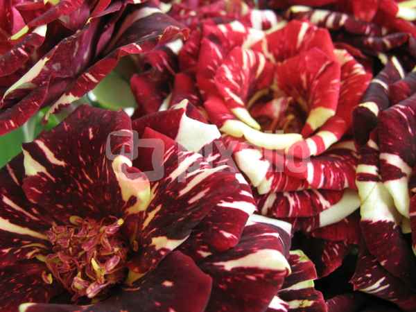 Gefleckte Rosen