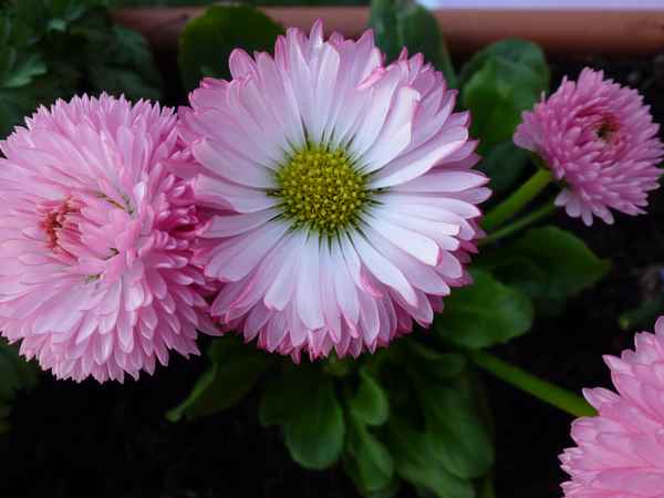 Gefüllte Gänseblümchen