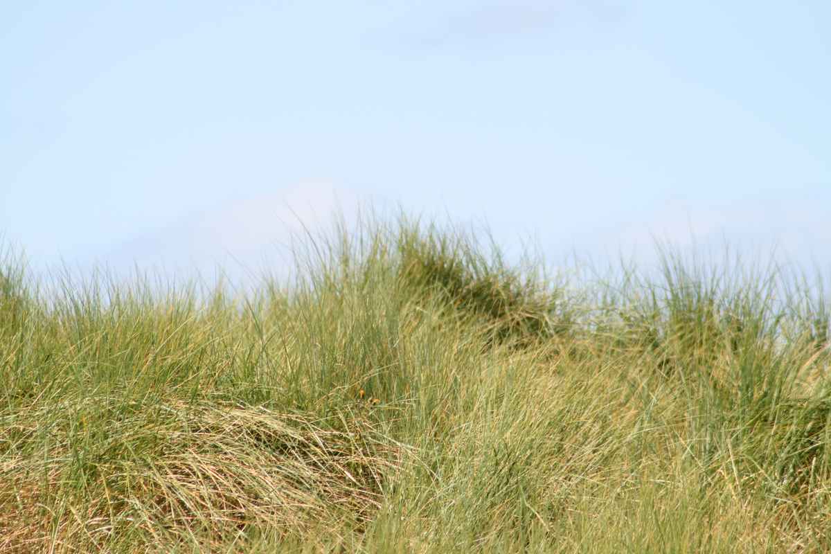 Strandhafer an der Nordsee