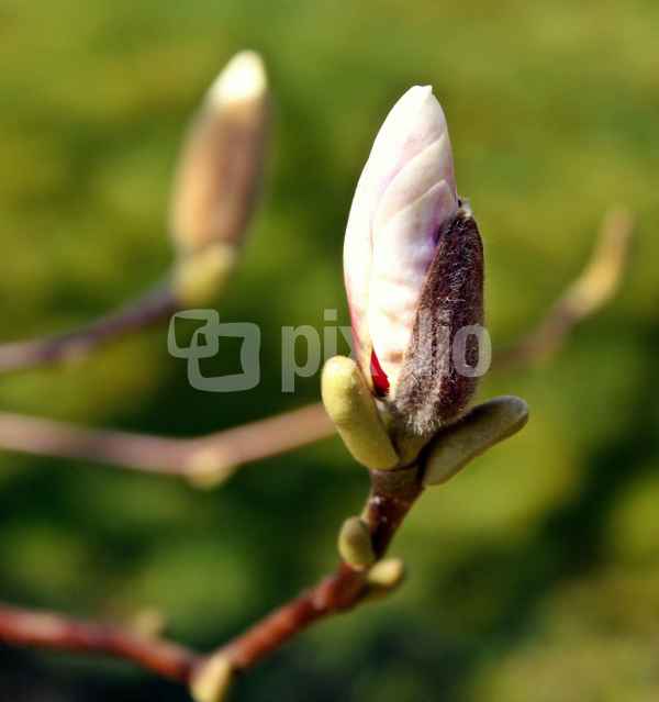 Magnolienknospen