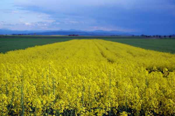 glühendes feld