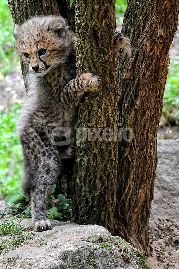 kleiner Gepard ...