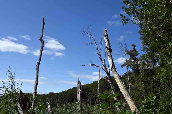 Naturstreifen am Wolgastsee