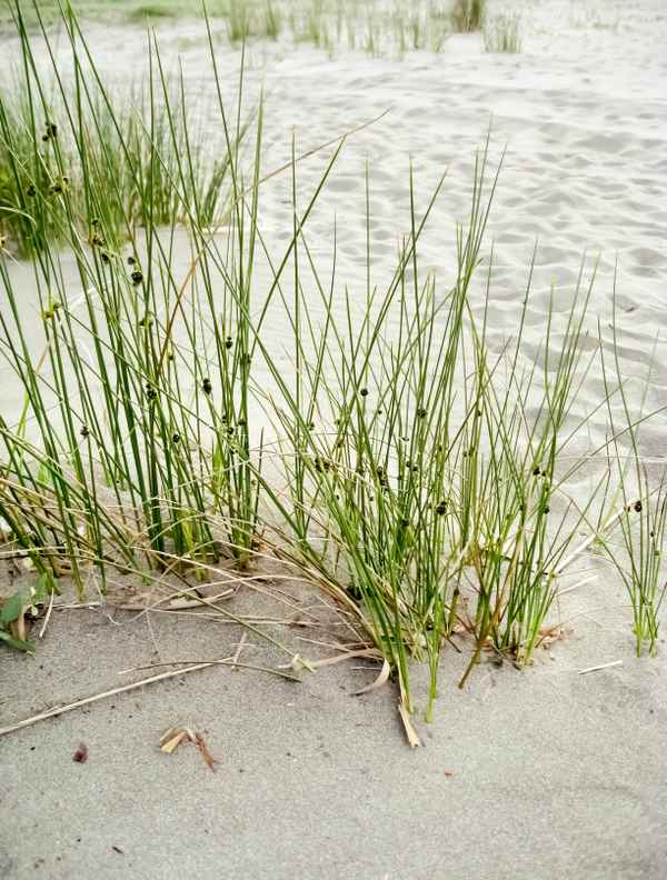 Gräser im Sand
