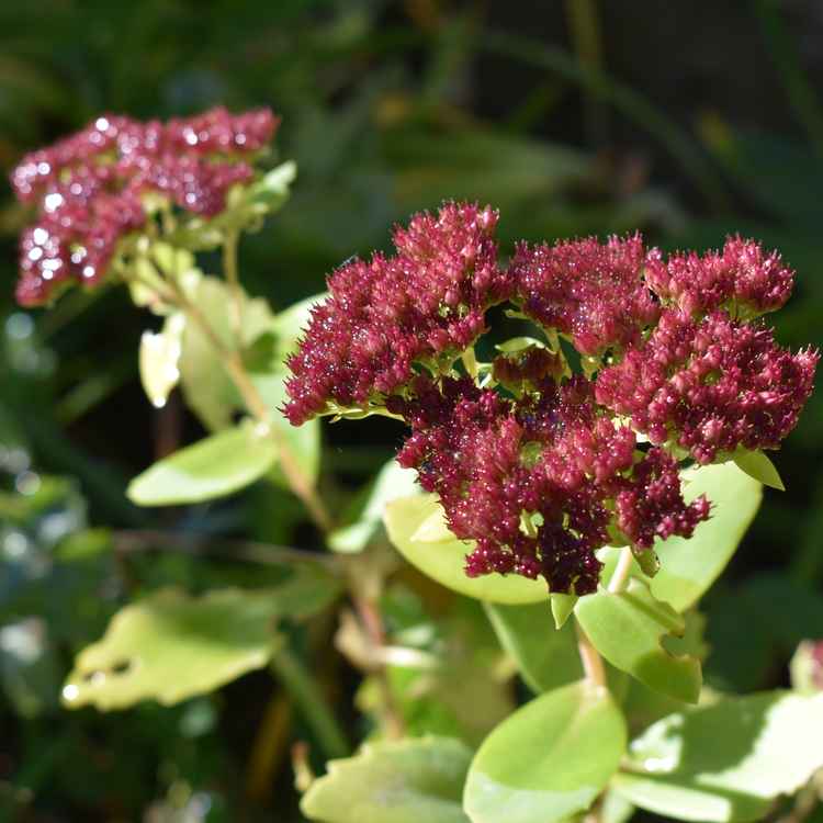 Fetthenne in Nahaufnahme