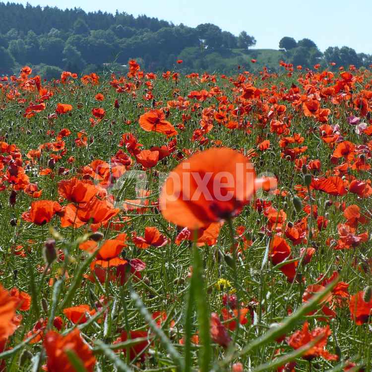 Mohnblumenfeld