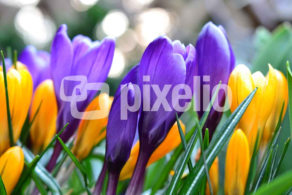 Krokusse
