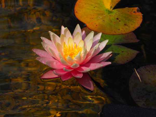 Nymphaea Peaches and Creme
