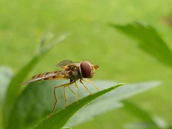 kleine Fliege ganz groß