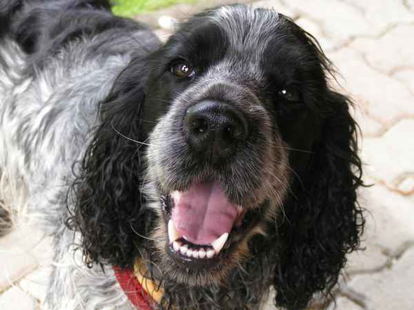  Cocker Spaniel Balu