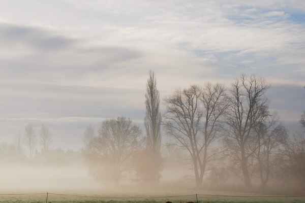 nebel in den wiesen 5