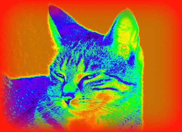 Katze in Falschfarbe