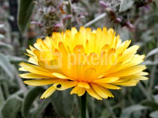 Ringelblume