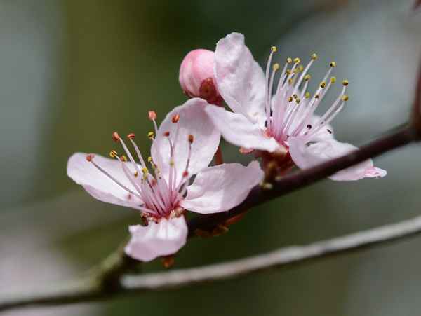 Frühling Freude