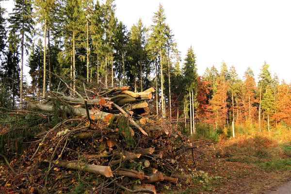 Für junge Bäume Platz gemacht