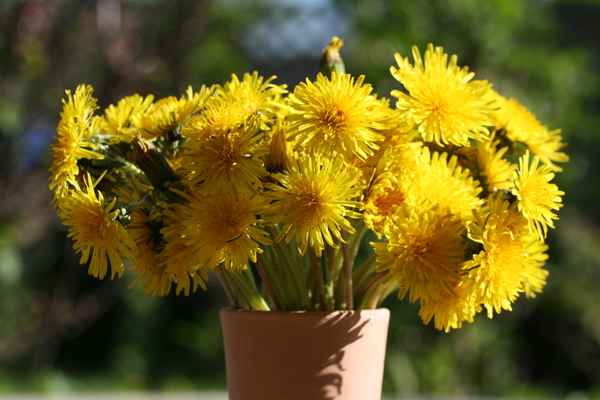 Löwenzahn in der Vase 2