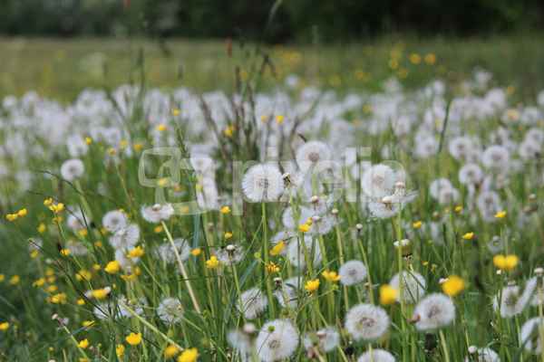 Pusteblumen