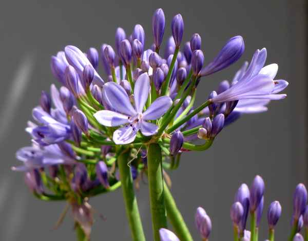 Agapanthus - Schmucklilie