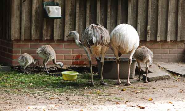nun kommt schon,hier gibst wasser