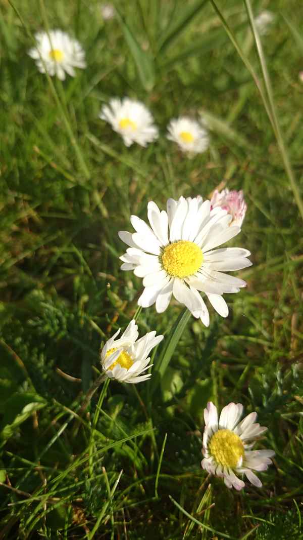 Gänseblümchen / Gänseblume Wiese im Frühjahr
