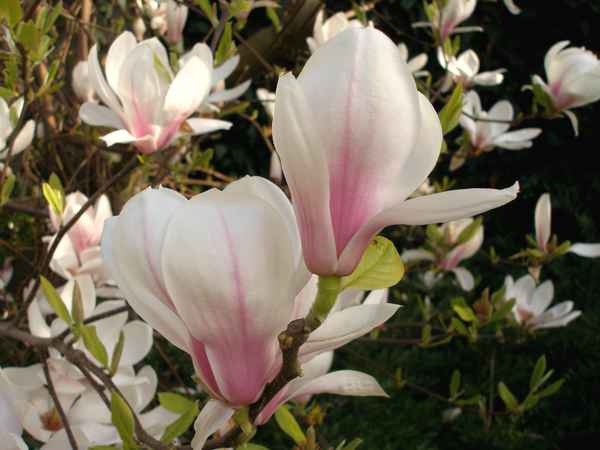 Magnolien 4
