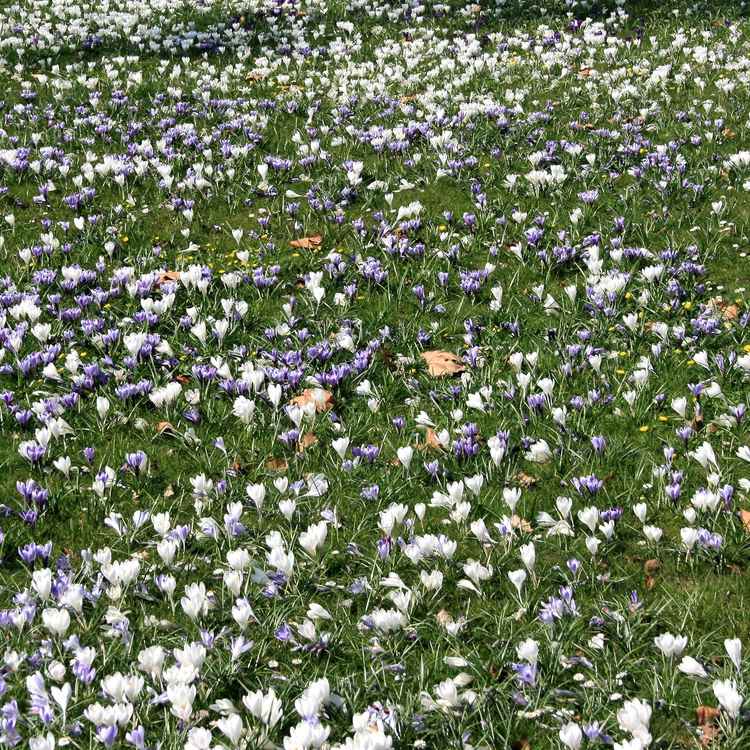 Blüten 50