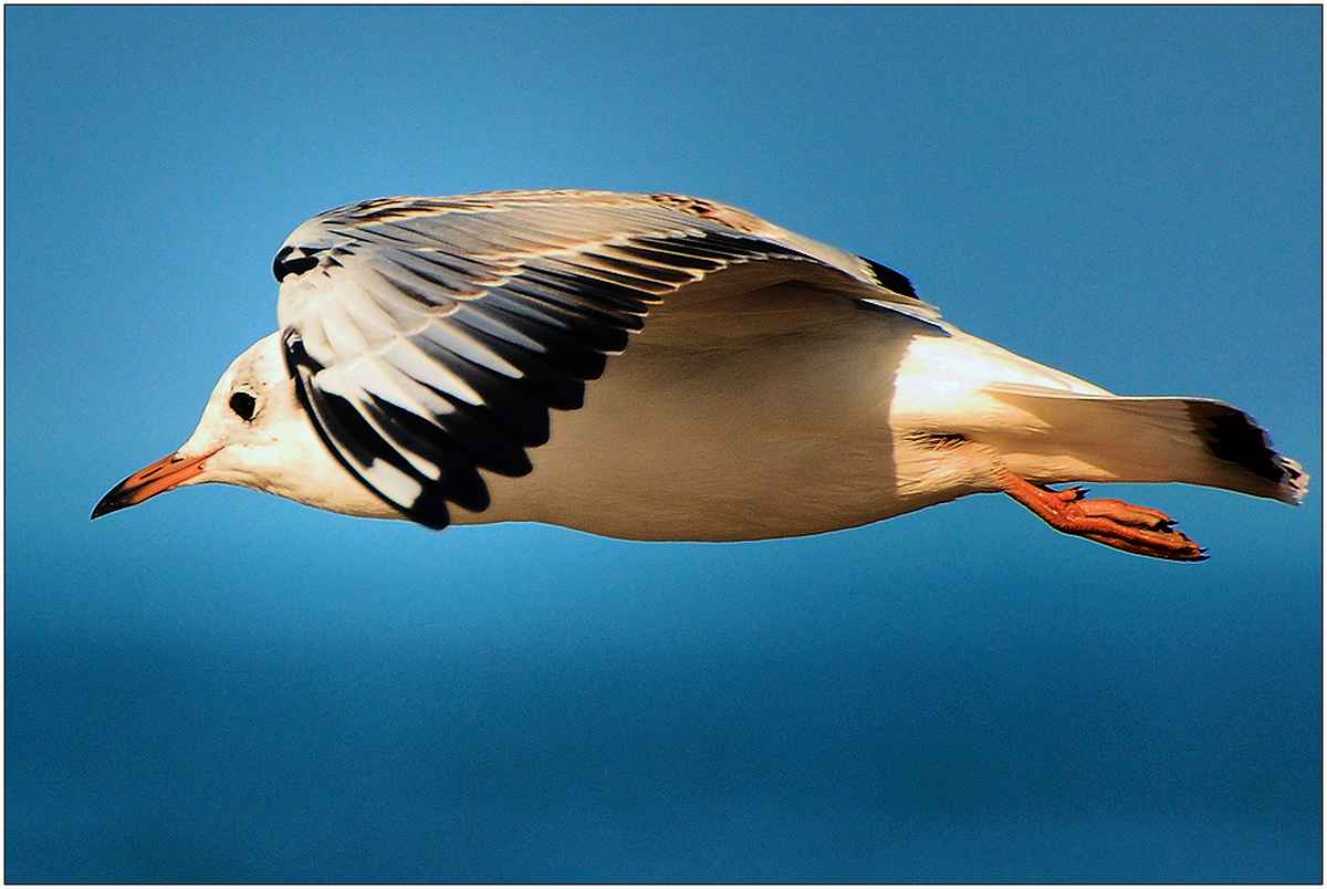 Ich muss weiter - immer weiter ...