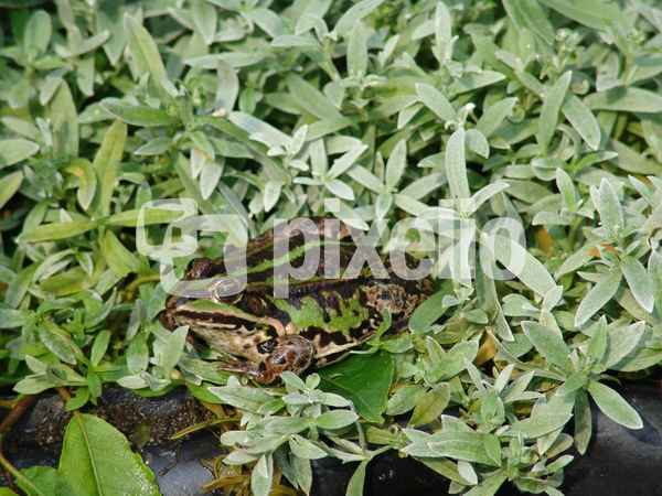 Froschkönig?