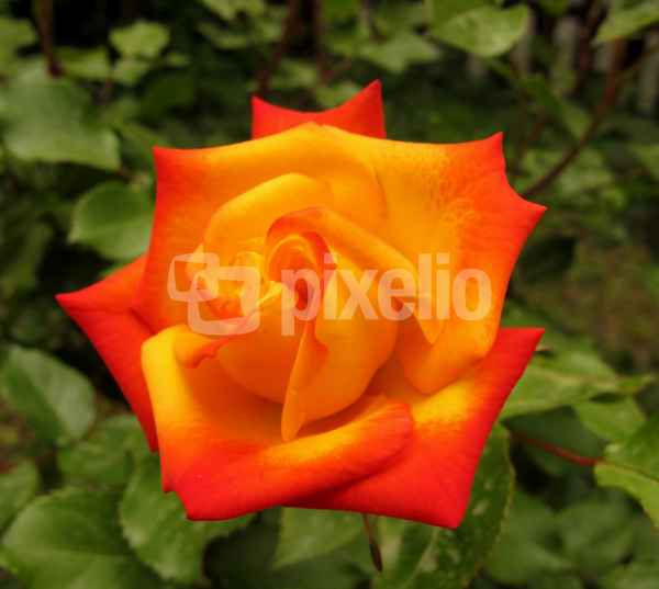 Rose in gelb und rot