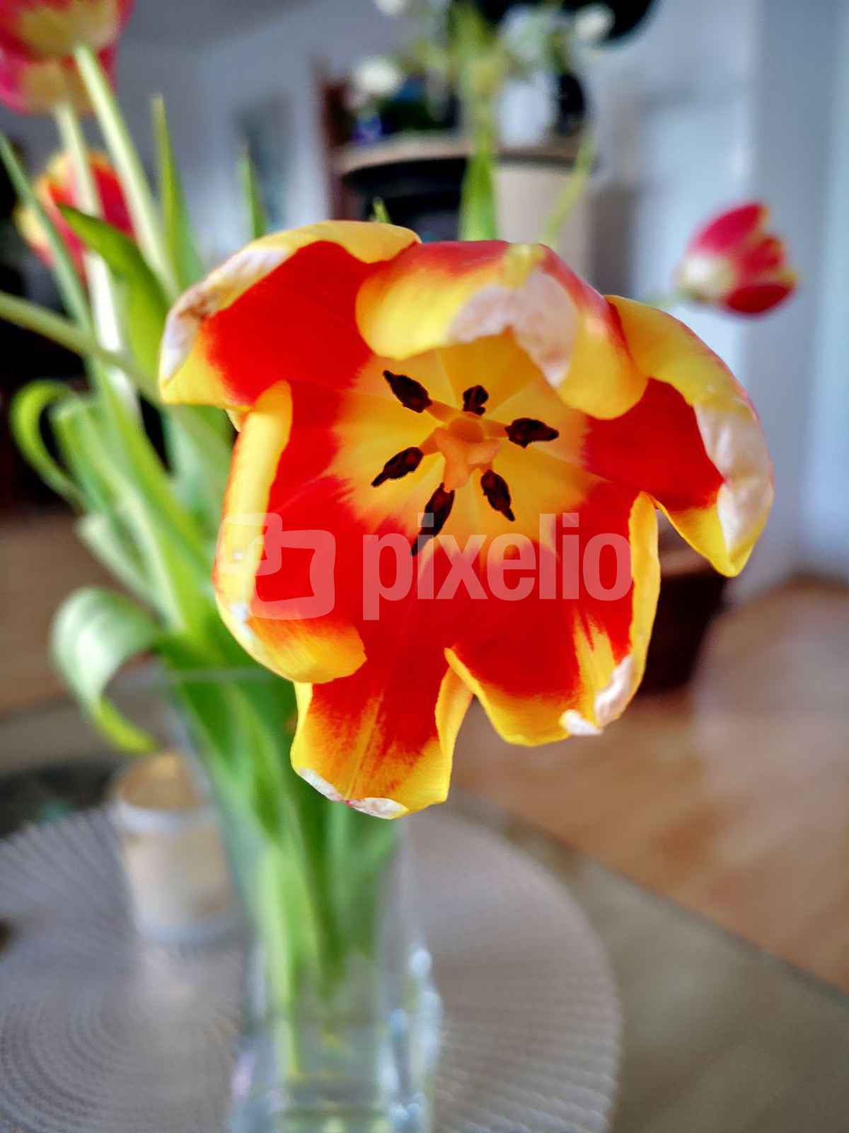 Blick in eine Tulpe