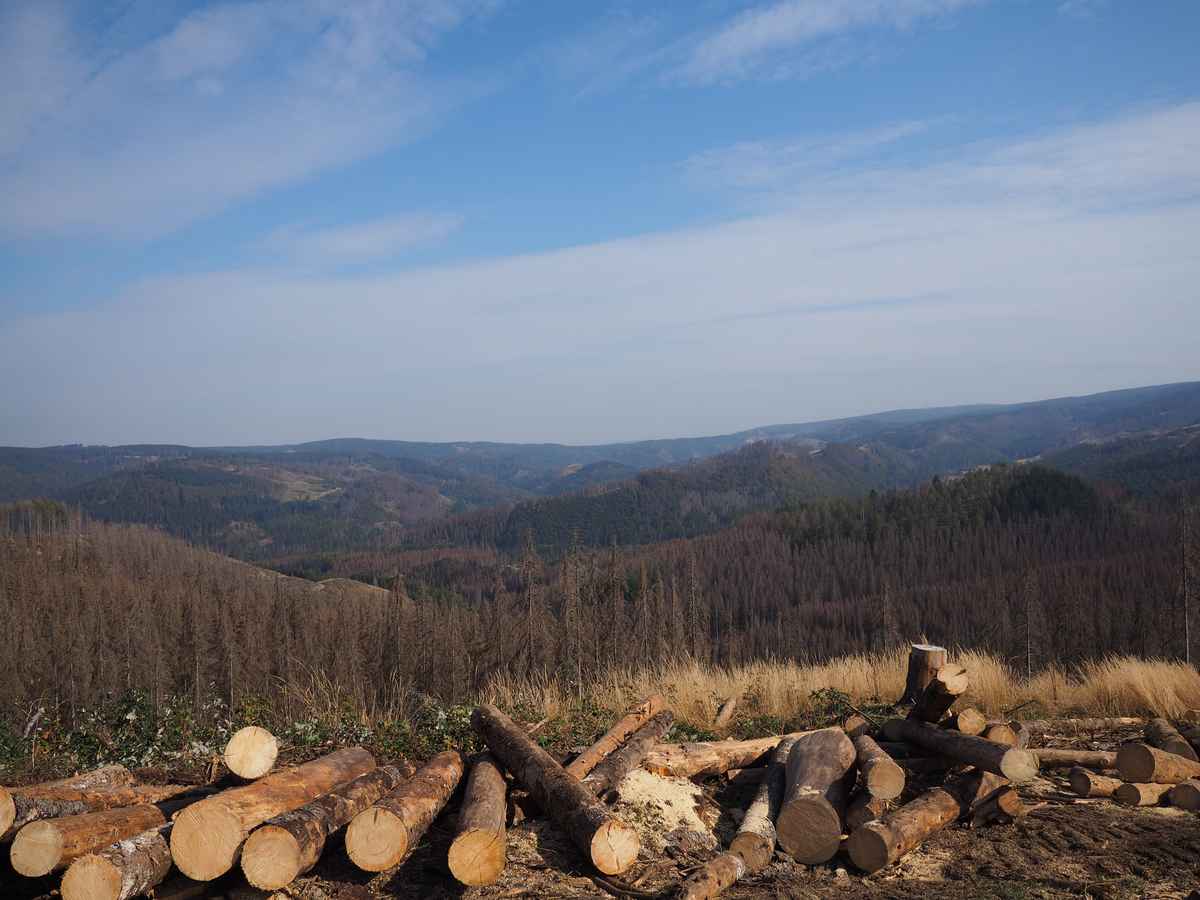 Waldsterben im Stadtforst