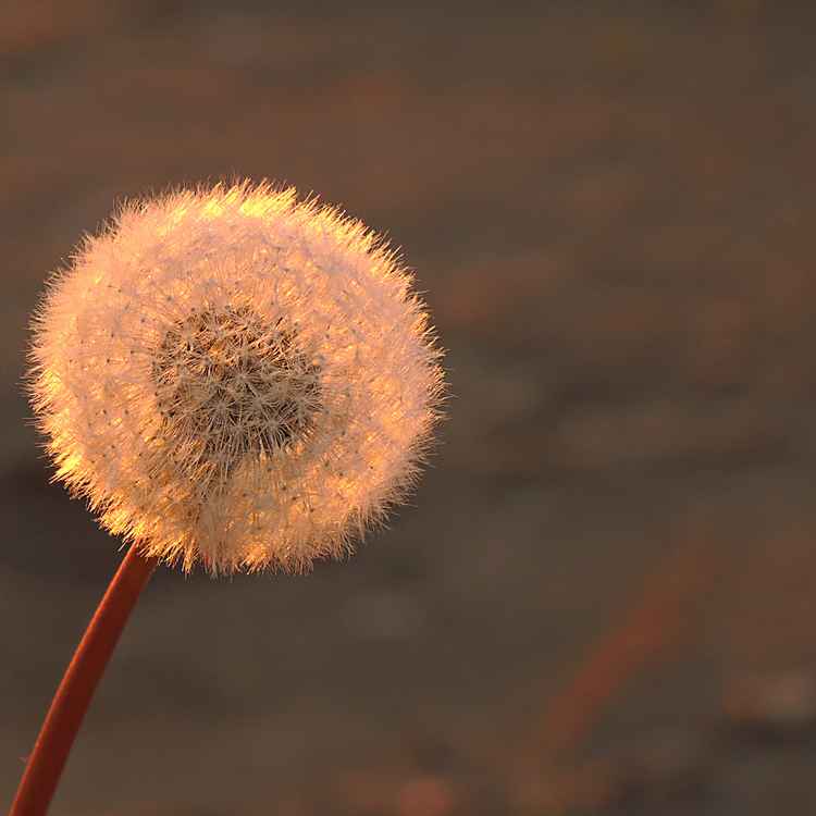 Pusteblume