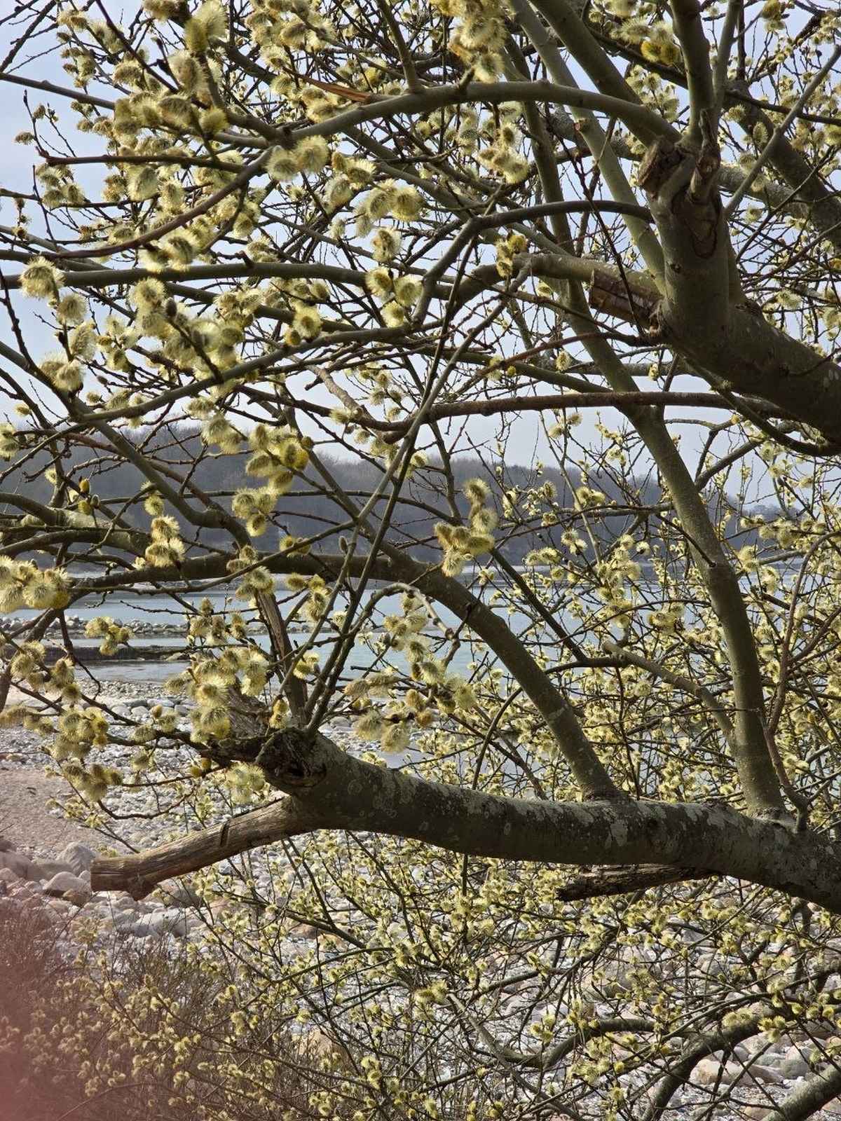 Frühlingsbaum