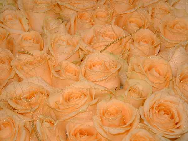Rosenmeer der Liebe