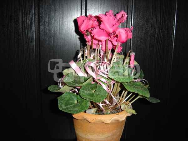Alpenveilchen als Zimmerschmuck 1