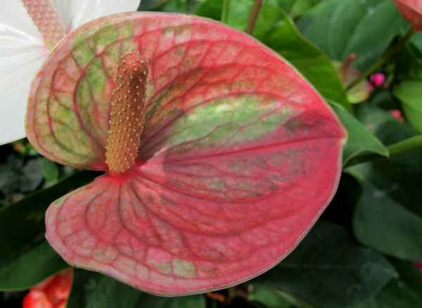 Bunte Calla